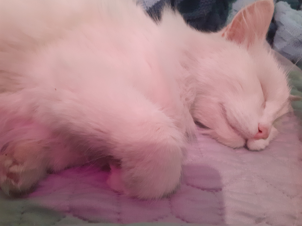 Сладко спим