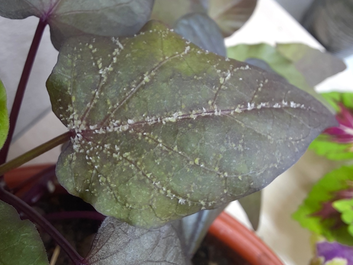 Так выглядит оэдема 👆