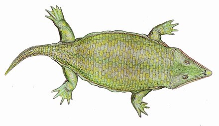 Лайдлерия от Дмитрия Богданова.