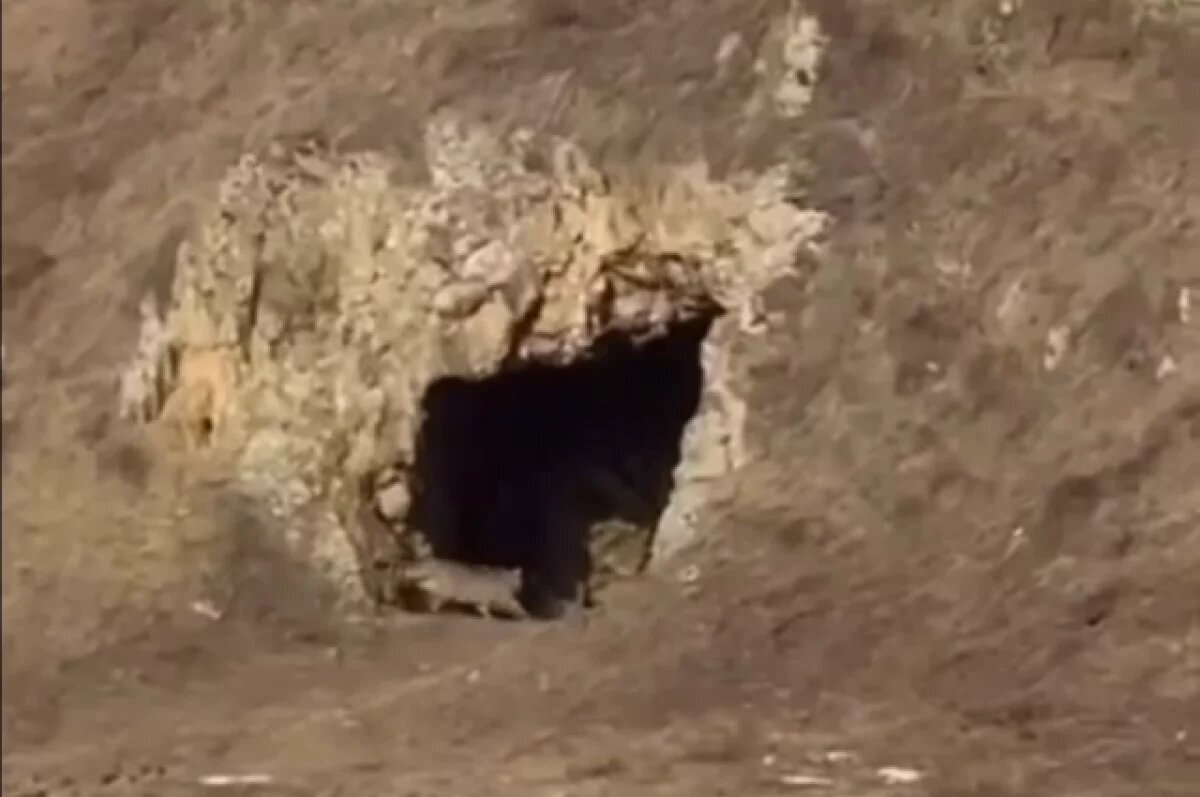    Барса в окружении лошадей снял на камеру житель Северной Осетии