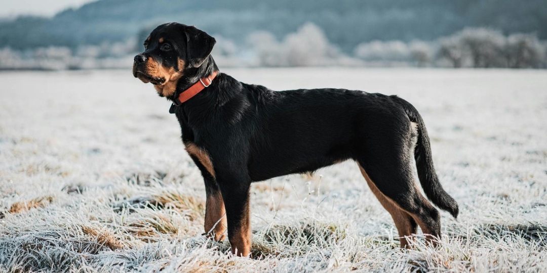 Сила, интеллект и верность: 10 фактов о ротвейлерах, которые вы не знали