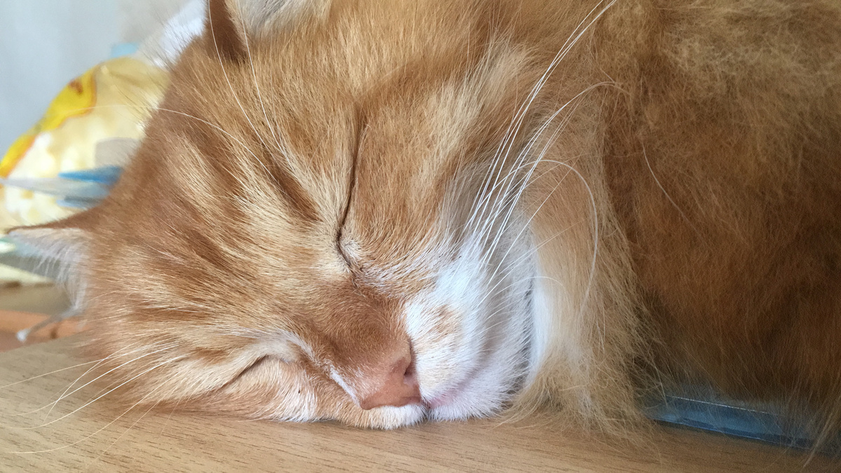 Беша. Фото автора