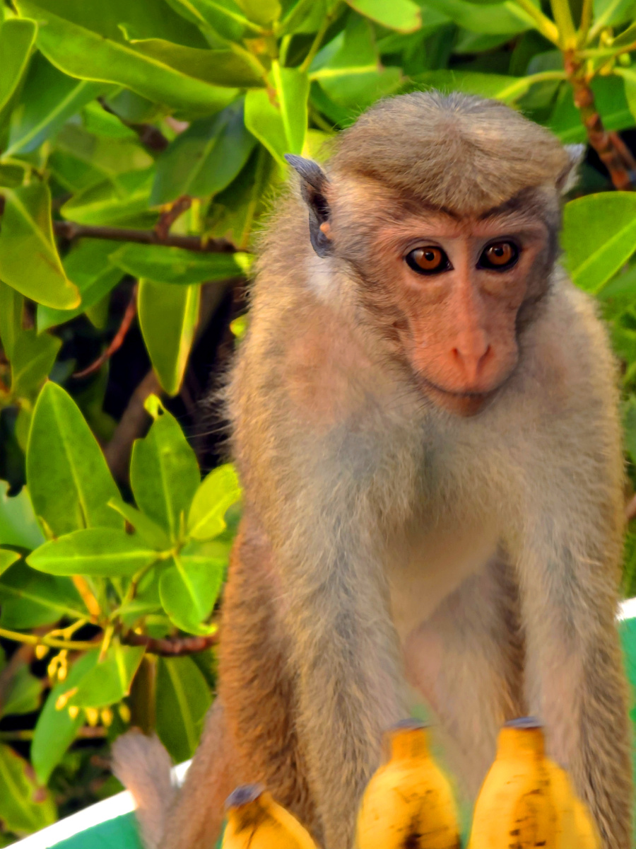 Шри-Ланка, январь 205 г.