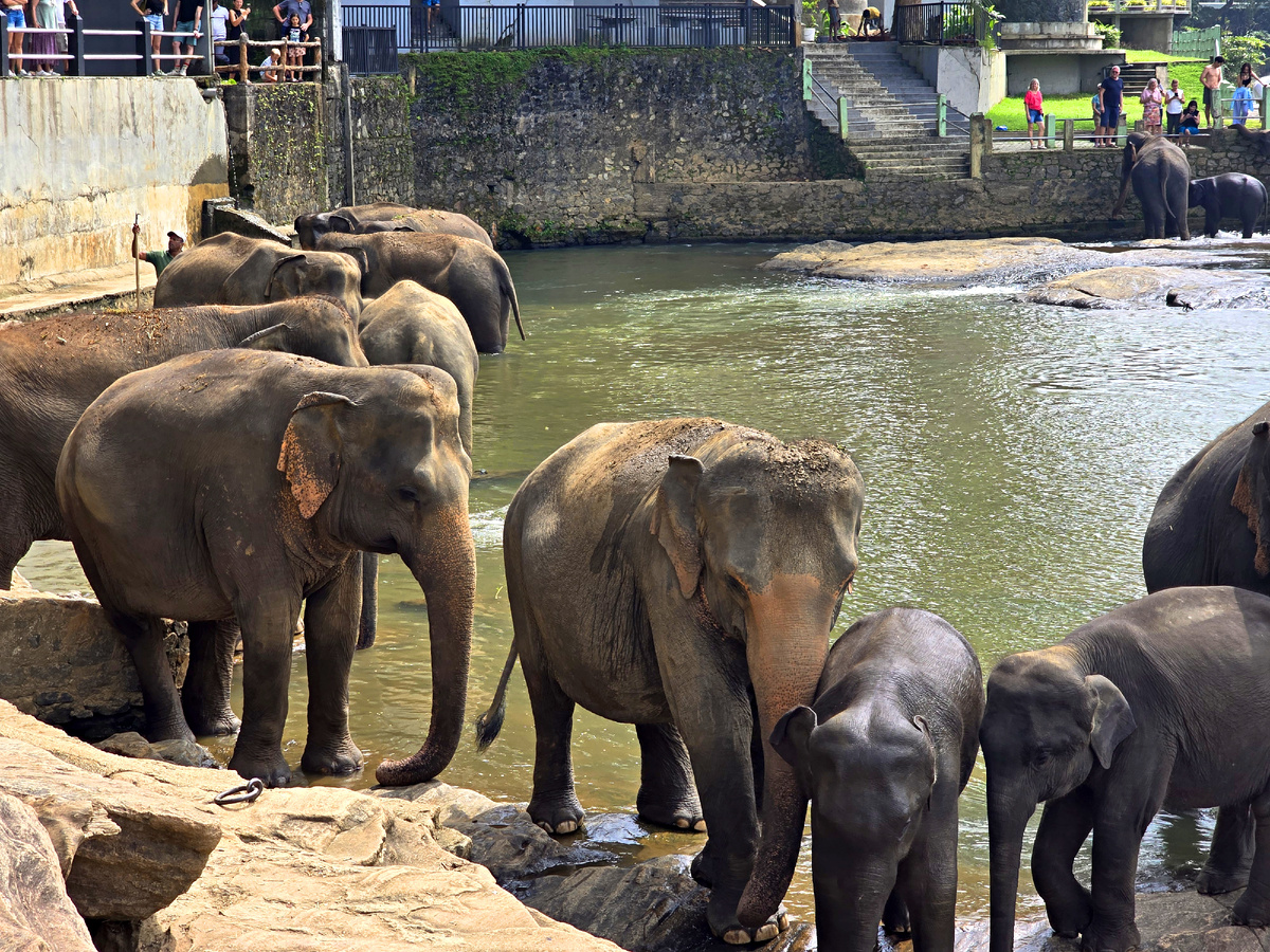 Питомник слонов в Пиннавеле, Шри-Ланка, 2025 г.