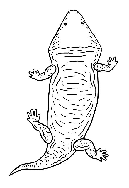 Иллюстрация трухеозавра (T.major)