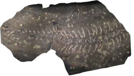 Голотип трухеозавра.