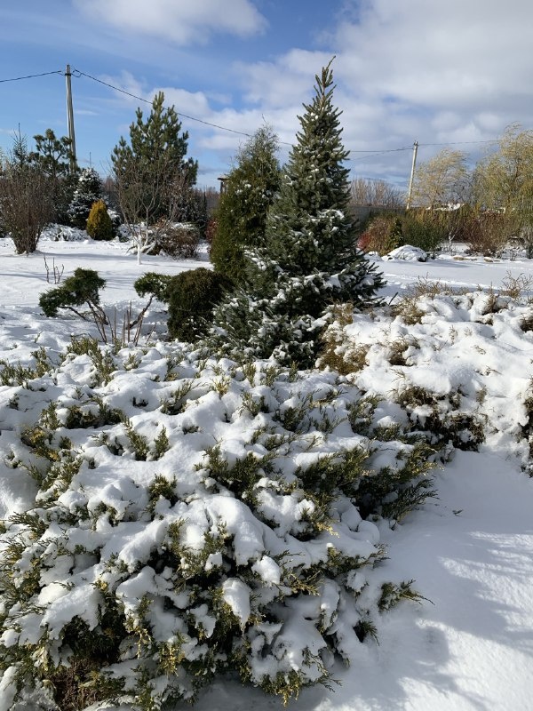 Хвойные растения зимой в нашем саду