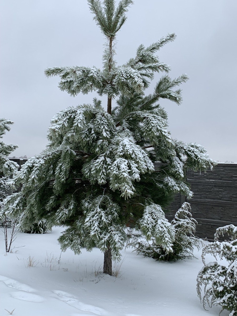 Сосна из леса, посаженная полуметровым саженцем