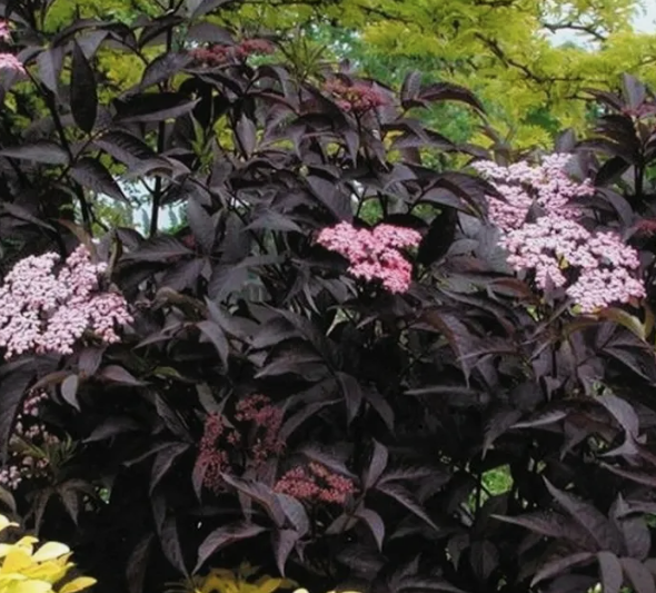 Бузина Блэк Лейс