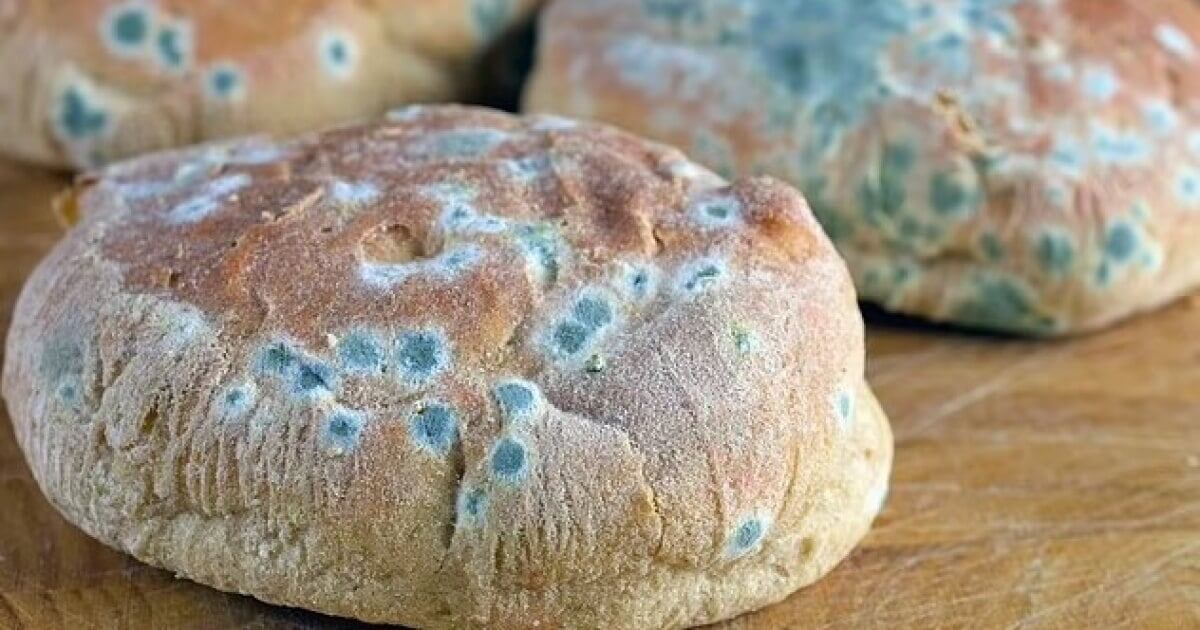    По цвету плесени можно понять, насколько она опасна. Источник: wur.nl