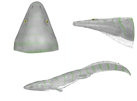 Пельтостега.