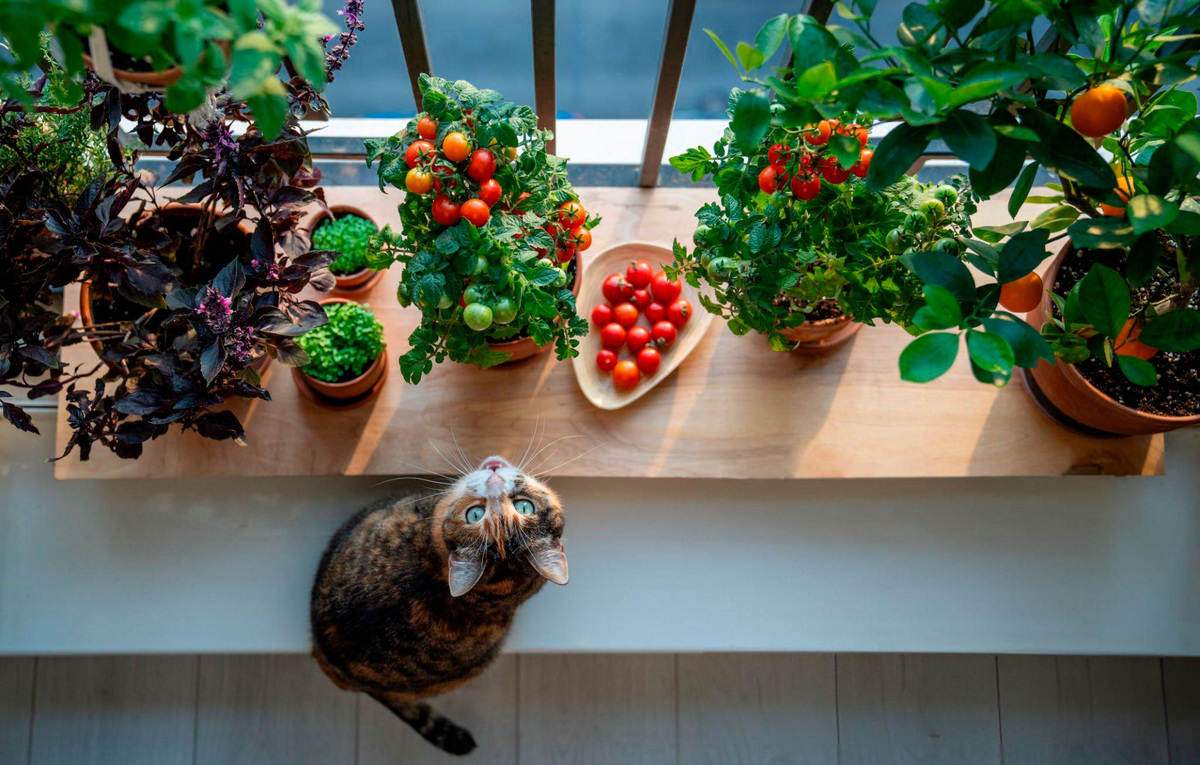 Мини огород на вашем подоконнике.