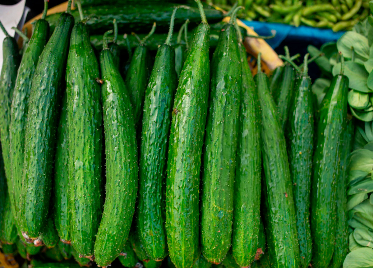 Вот такие огурчики могут вырасти в вашей теплице.