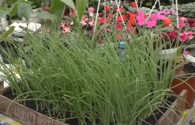 Источник фото взяты из Соц.сетей