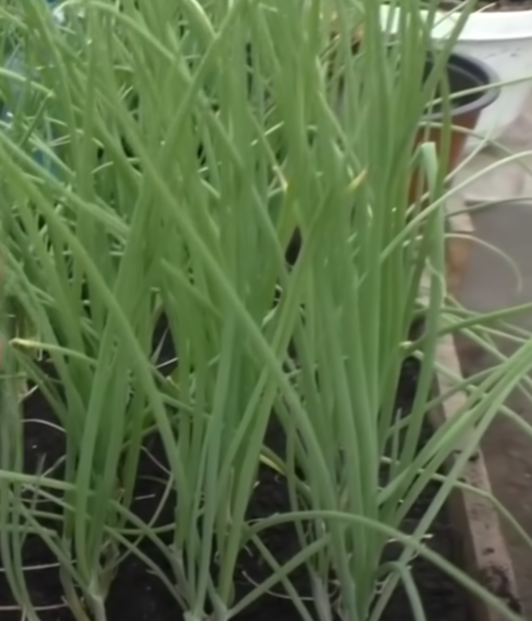 Источник фото взяты из Соц.сетей