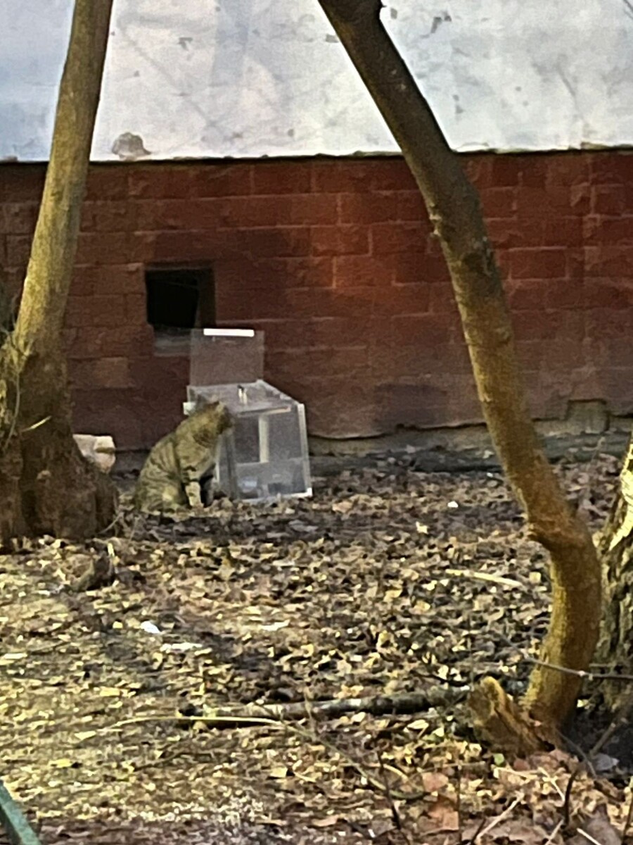 Что ты такое?