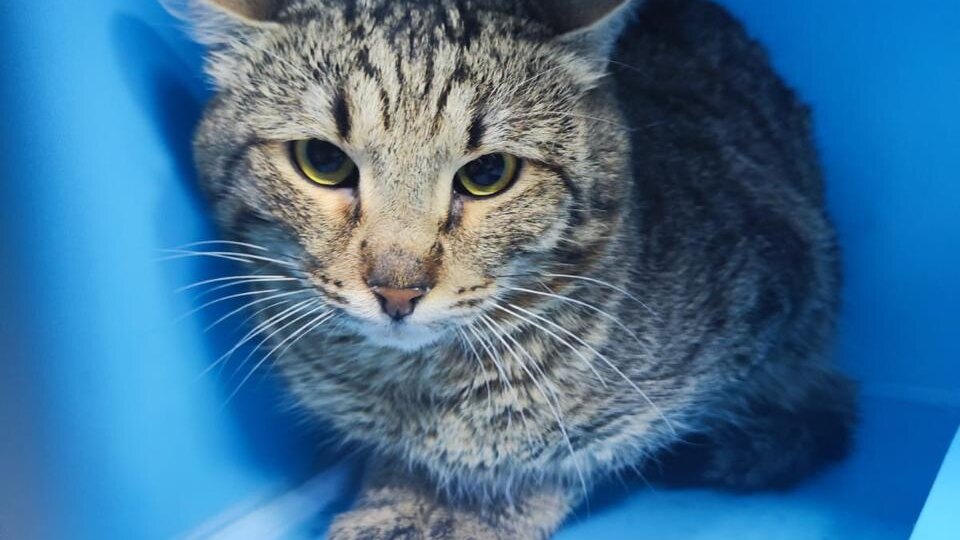 ДОМА!!! Беременная кошка очень боялась и выходила из подвала только ночью. Каково же было наше удивление, когда мы поймали это чудо