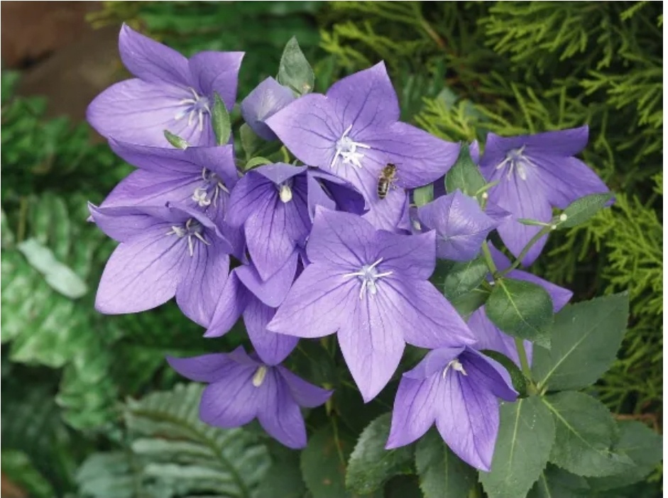 Platycodon grandiflorus. Фото pixabay