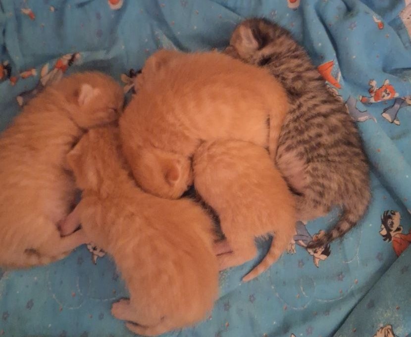 Наши котятки