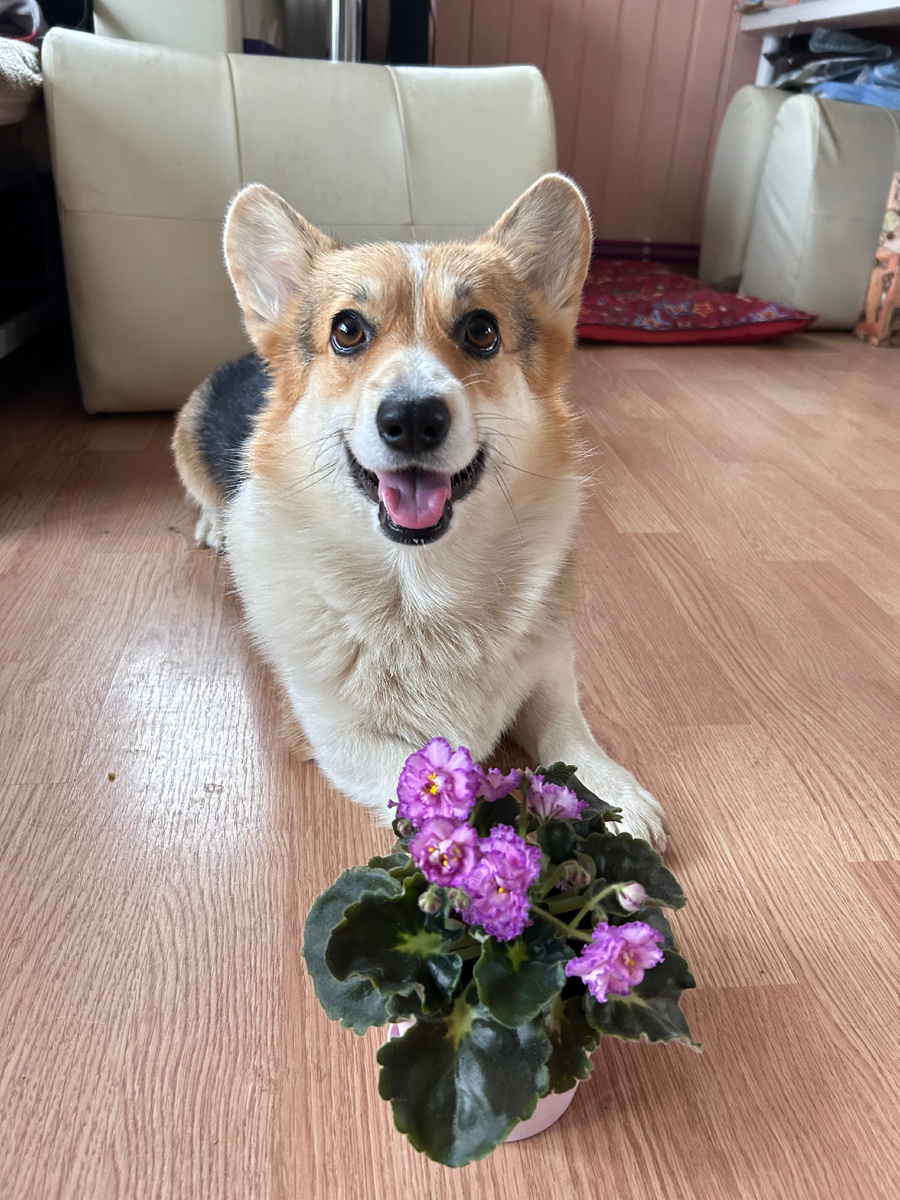 Мэри с фиалочкой! 💜