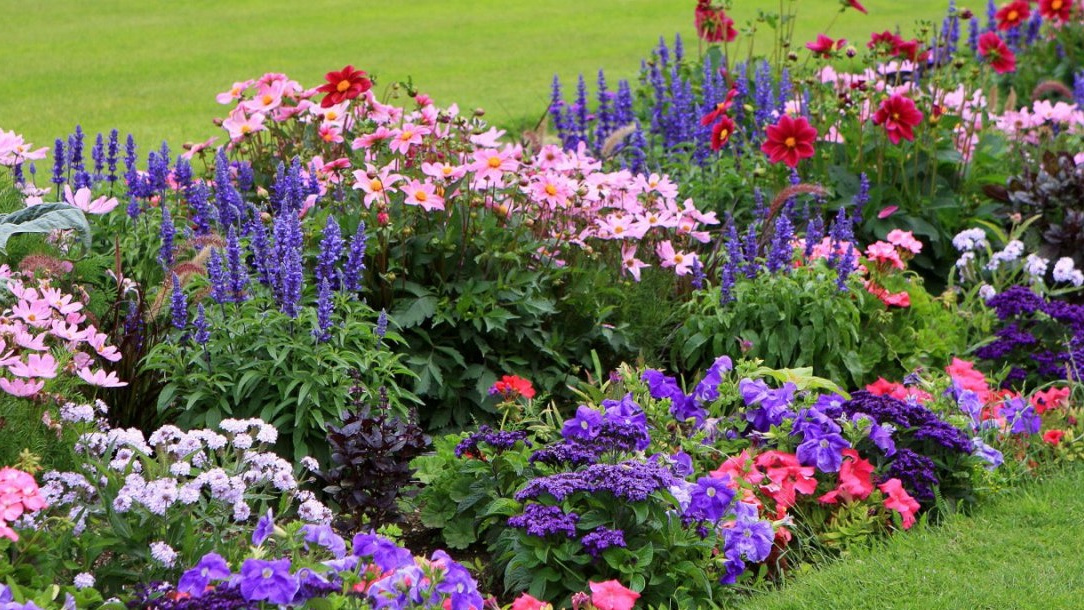 Результат правильного февральского посева - яркое цветение с июня по октябрь