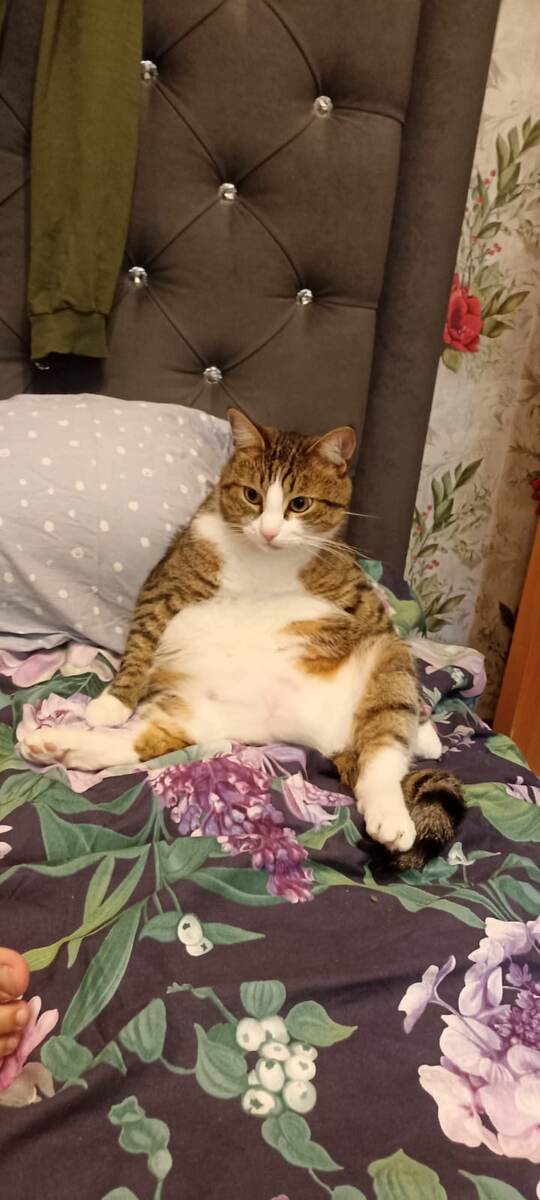 Мой кот сгрыз: 