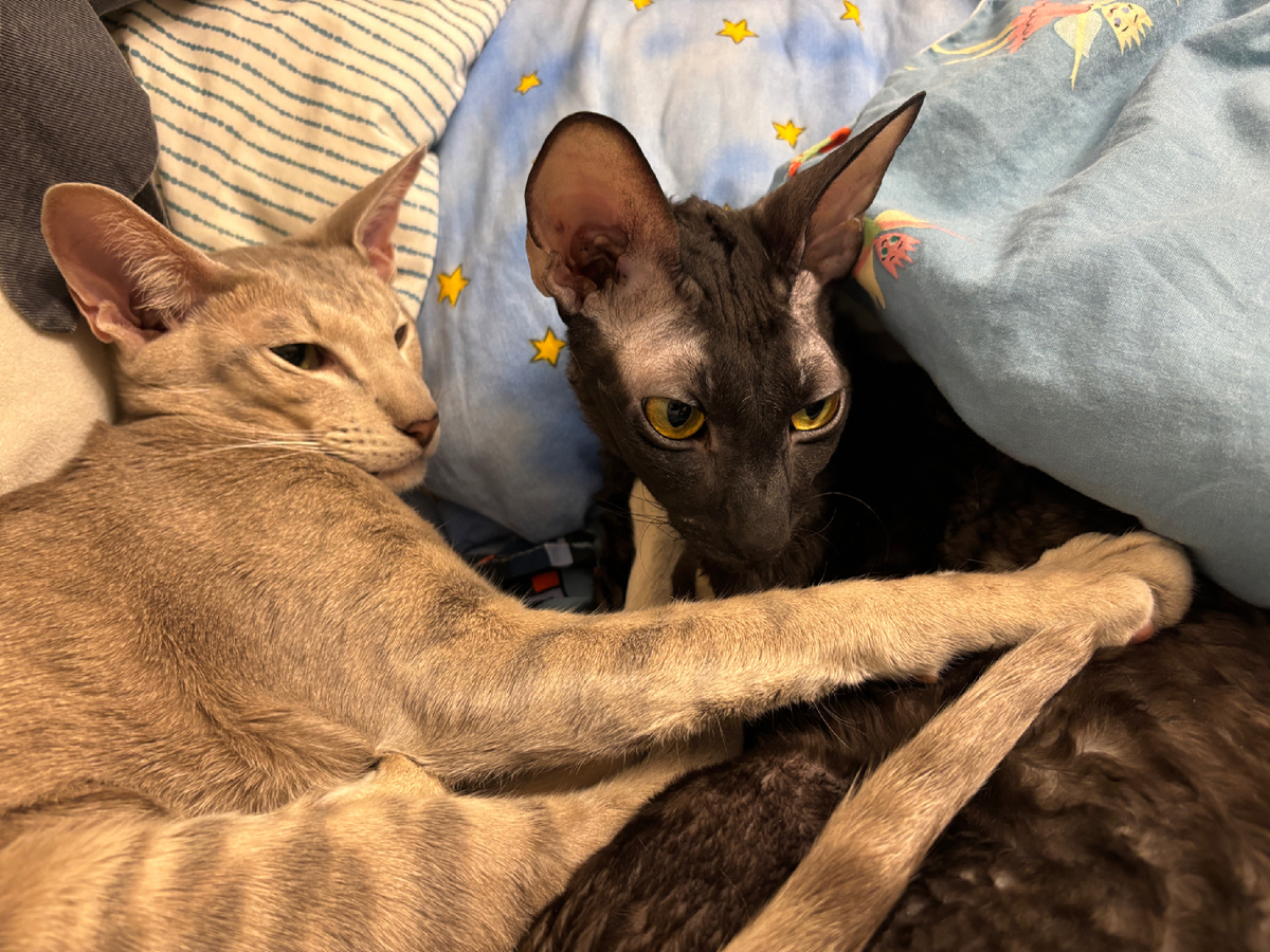 Фото автора. Коты тоже недоумевают ))