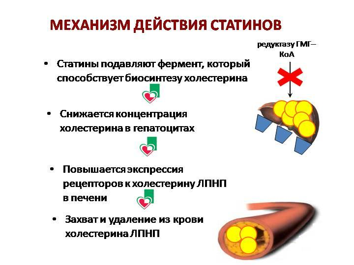 Инфографика с механизмом действия статинов.
