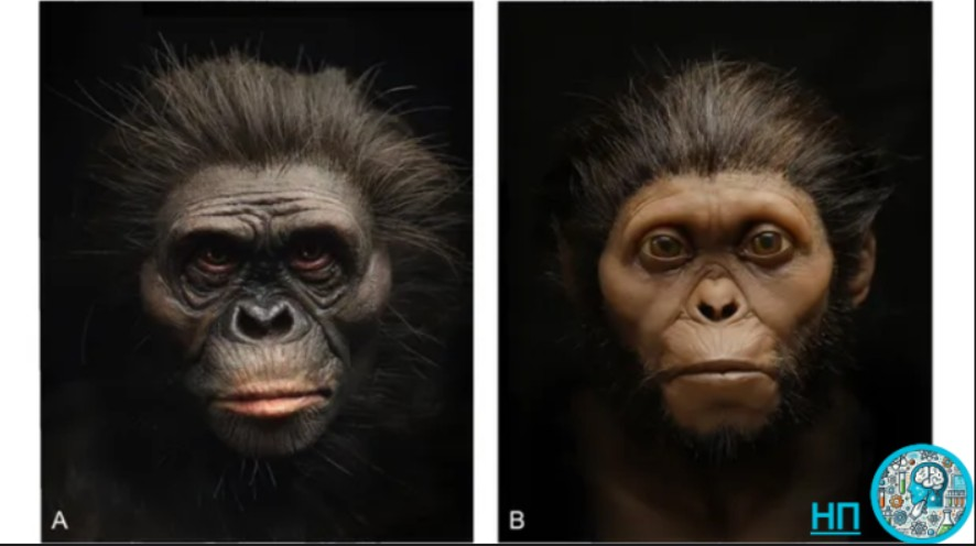 Новые реконструкции лиц, сделанные с помощью пигментированных силиконовых слепков, Люси (слева) и ребенка из Таунга (справа)