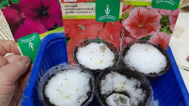 Процесс посева петунии методом снежного посева