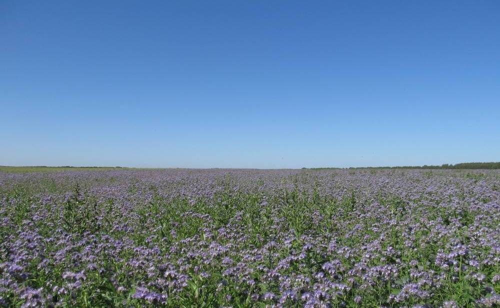 Посевные площади цветущей фацелии.