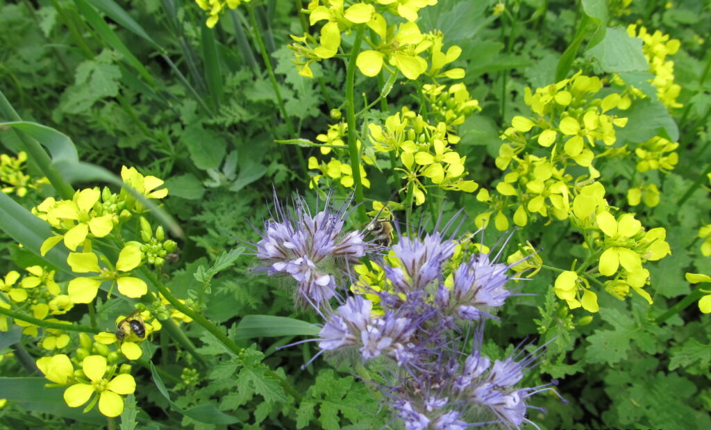 Конвейерная посадка горчицы и фацелии на одном участке.