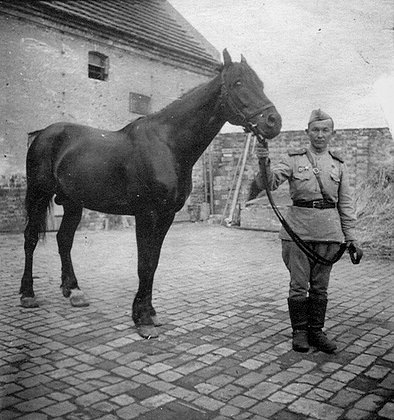    Боевой конь Керчь. Фото: Газета «Таң»