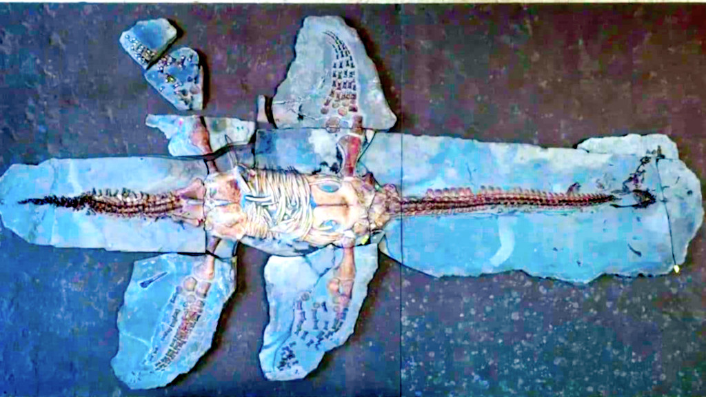 Как можно было посеять здоровенную пятиметровую окаменелость — загадка.