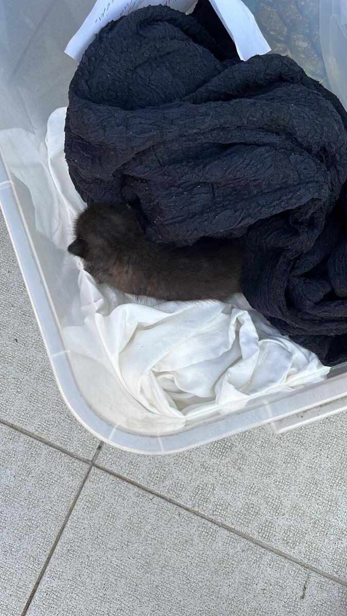 Первая встреча