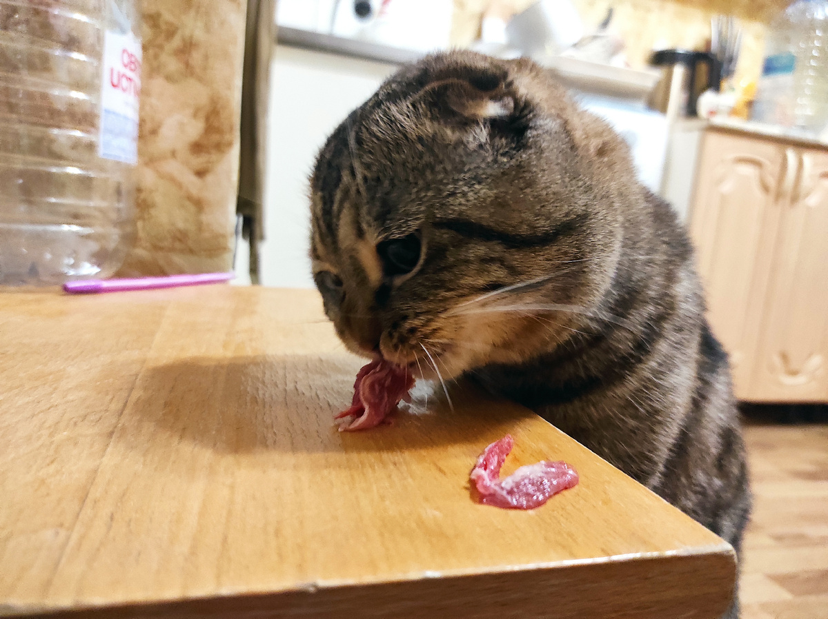 Мяу, и нету)