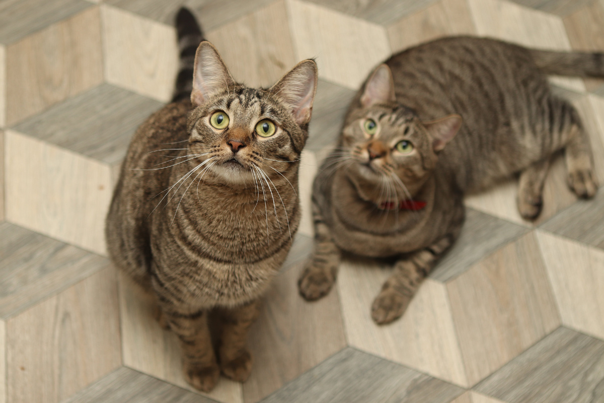 Еще одни Тим и Том???