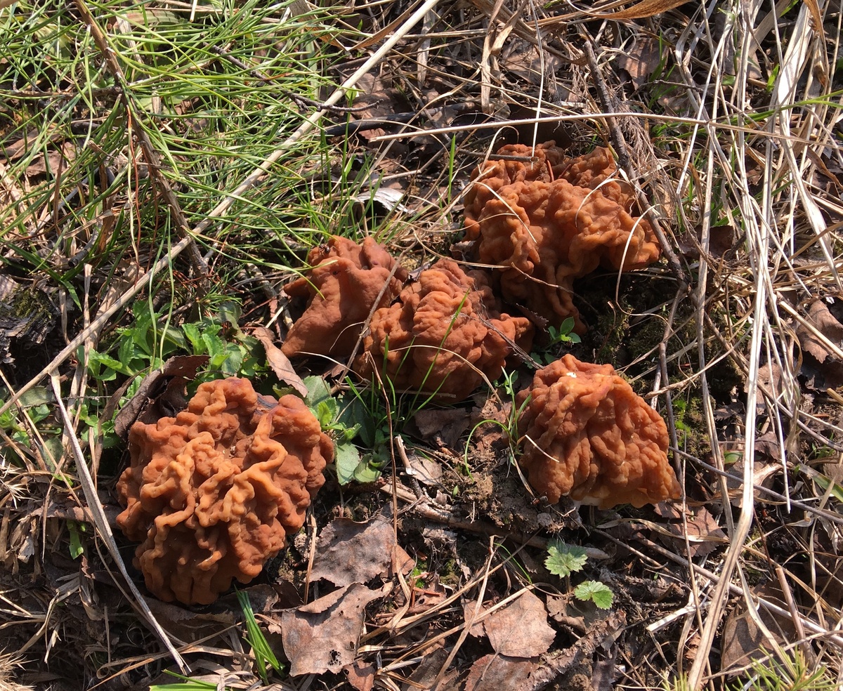 Весна 2018 былане очень по строчкам после холодной и снежной зимы 2017-2018