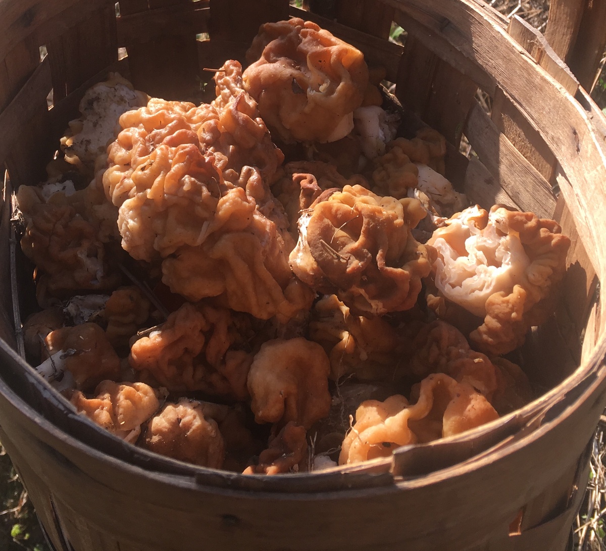 С строчками в 2019 было средне, но намного лучше провального 2018….Весны после аномально холодной, продолжительной и супер снежной зимы….Тогда и лето и полоснёт были нулевыми….Грибники твердят всё наоборот 