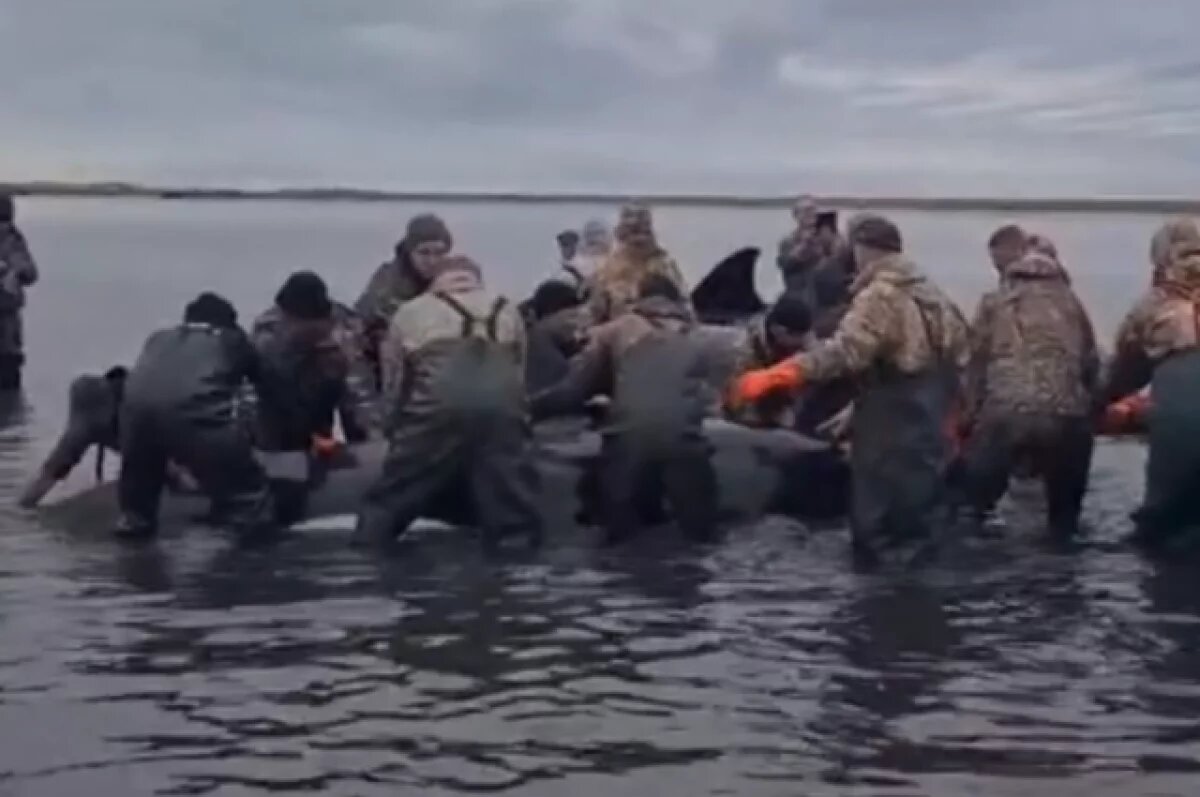    Спасатели косаток на Камчатке вышли в финал международной премии