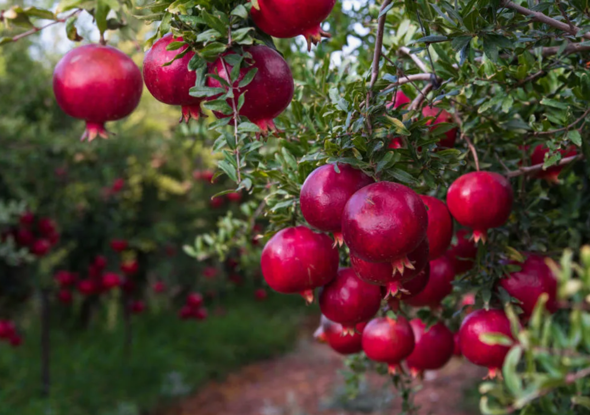 Источник фото: unitedwithisrael.org