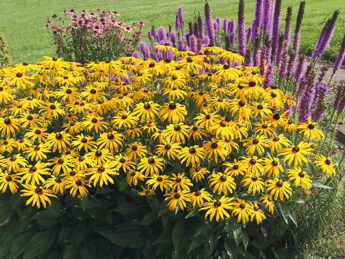 https://ngb.org/rudbeckia-pictures/