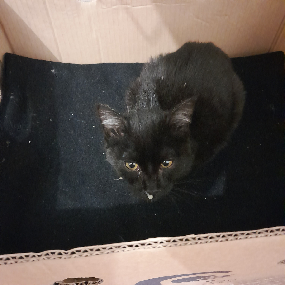 Котёнок в лежанке.