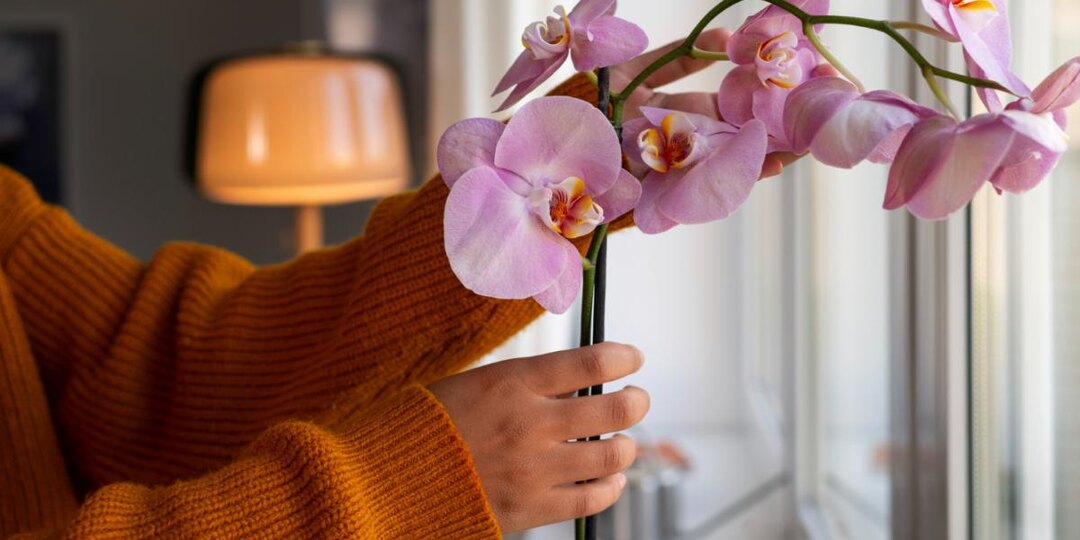 Как спасти орхидею, если листья пожелтели: простые решения