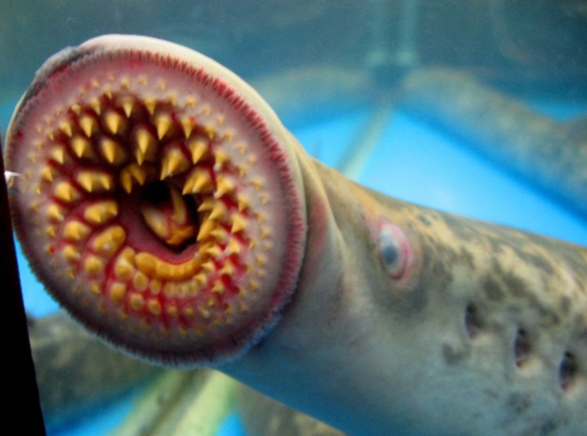 Картинка из интернета 