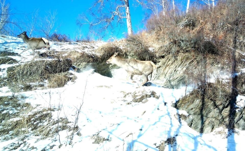    Погоня стаи волков за маралами. Источник: Кадры с фотоловушки из телеграм-канала Алтайского заповедника