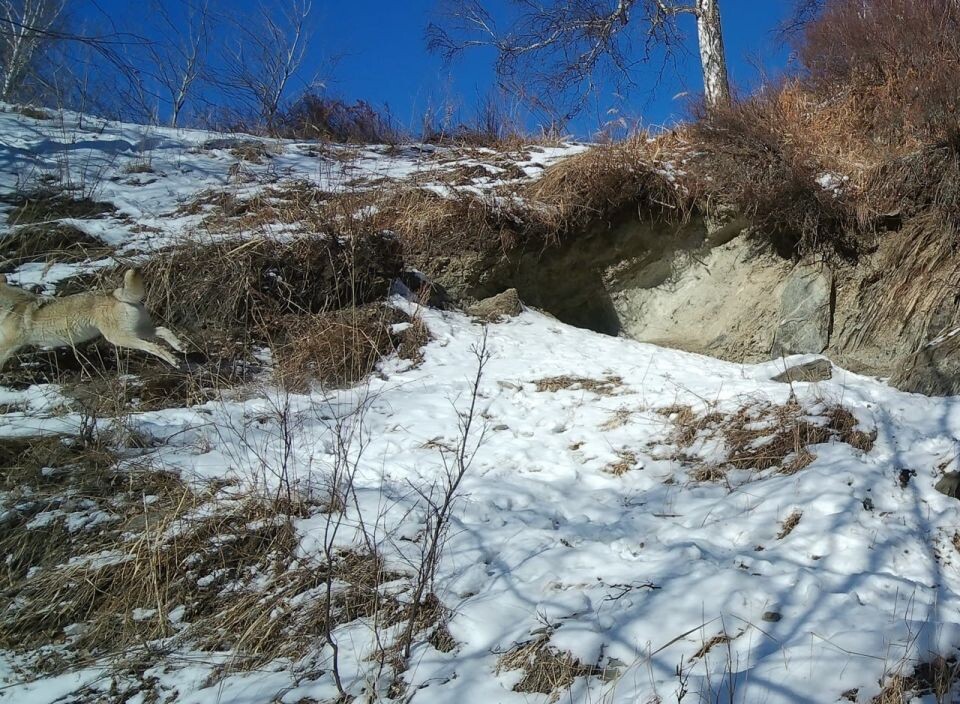    Погоня стаи волков за маралами. Источник: Кадры с фотоловушки из телеграм-канала Алтайского заповедника