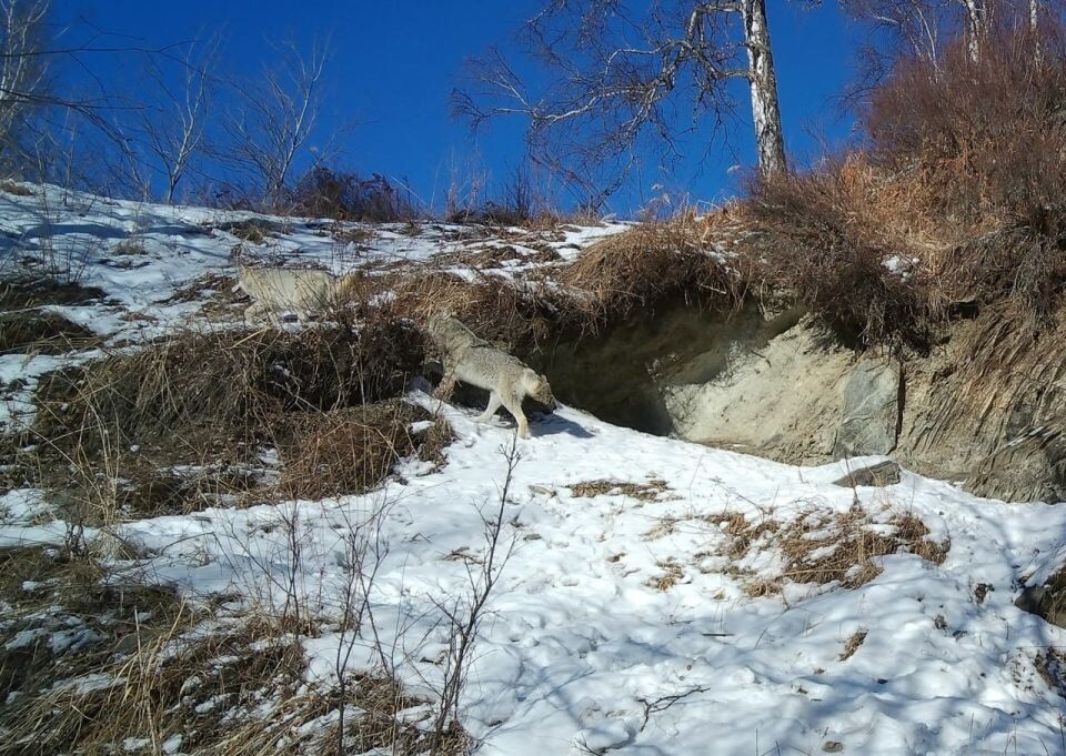    Погоня стаи волков за маралами. Источник: Кадры с фотоловушки из телеграм-канала Алтайского заповедника