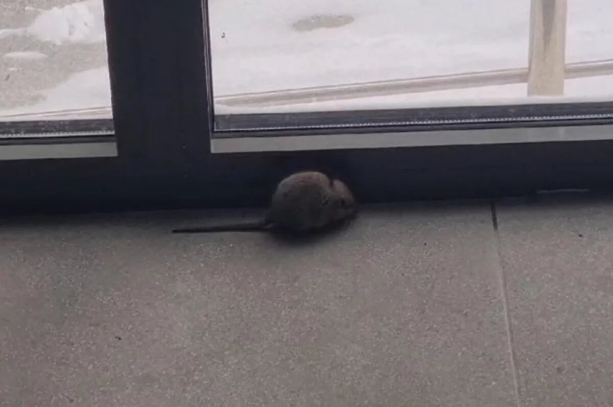    Роспотребнадзор предписал избавиться от мышей в ЖК «Сосны» в Уфе