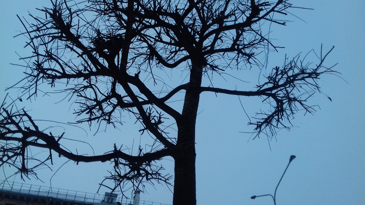 Деревья зимой в Красноярске.